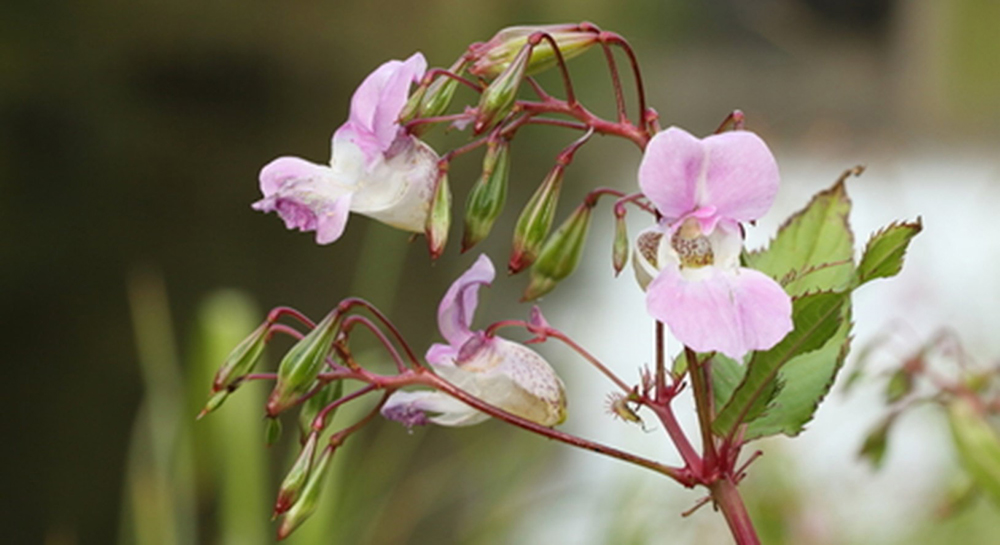 Himalayan Balsam - Photo: ©Vaughn Matthews 