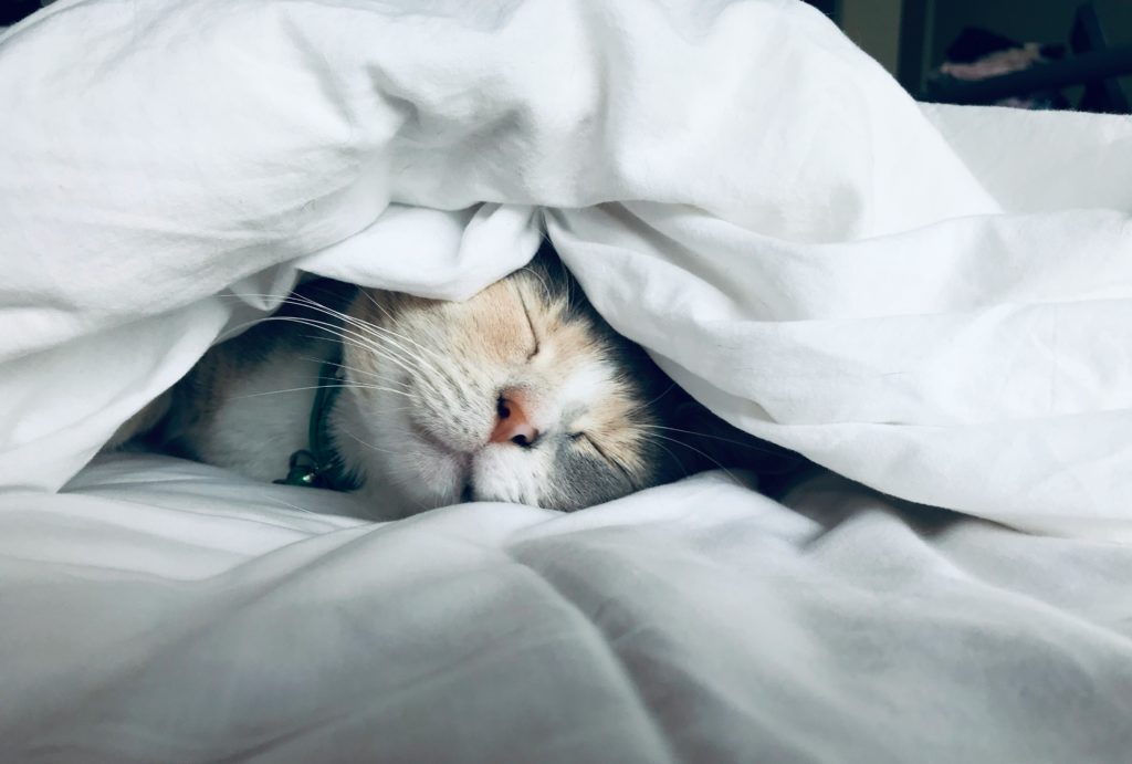 A photo of a cat, asleep, under the covers of a bed, but with its face peaking out.