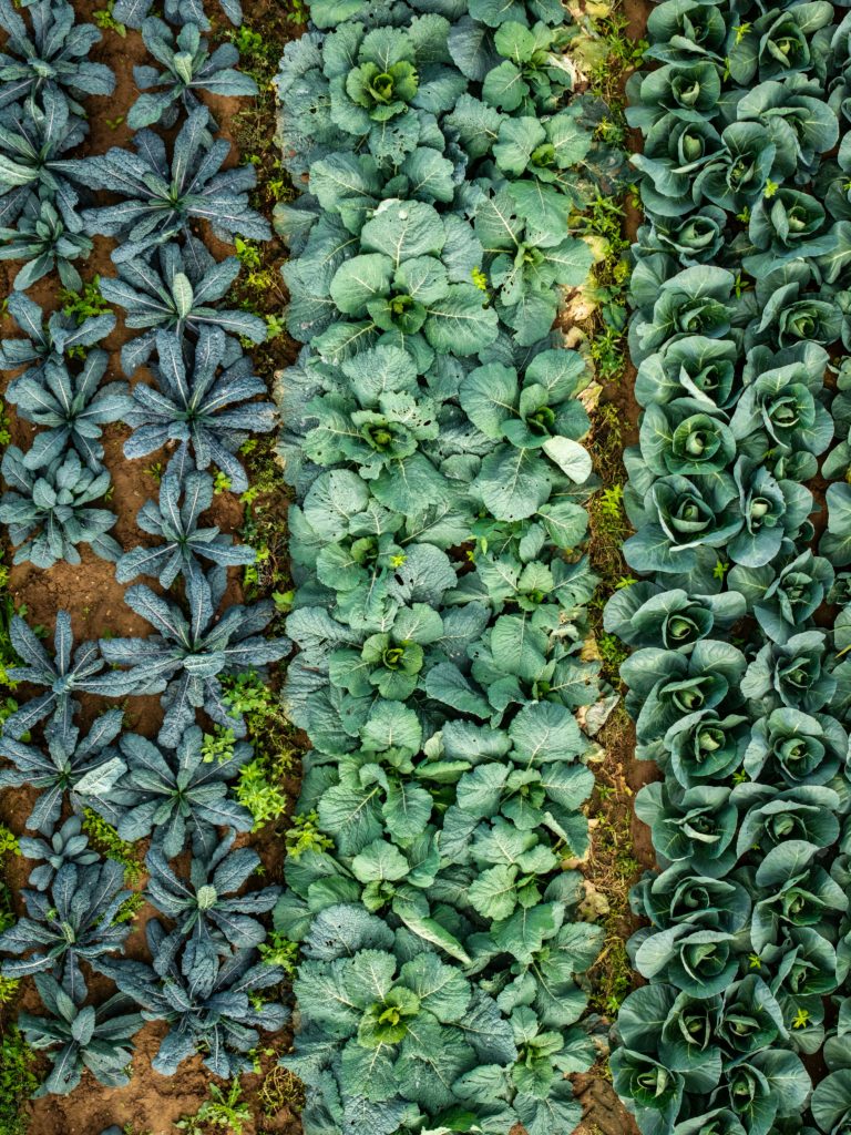 A photo of three rows of green vegetables growing in a market garden.